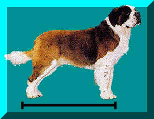 St. Bernard Stance.JPG (14778 bytes)