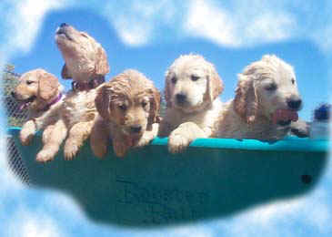 Pups Clouds.JPG (14014 bytes)