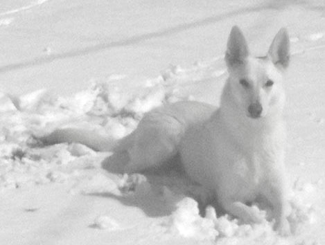 White German Shepherd